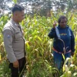Polsek Kawasan Bandara Wamena Lakukan Pengecekan Tanaman Jagung di Kampung Wesagenya