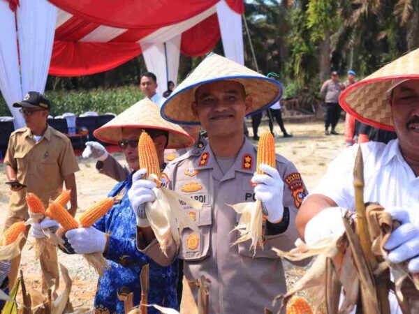 Kapolres Kampar Panen Raya Jagung: Wujud Dukungan Nyata untuk Ketahanan Pangan Nasional