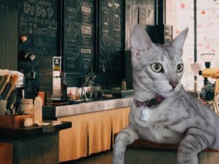 Kucing Bayi Terlantar di kota jayapura dan Diadopsi oleh Wanita Baik Hati