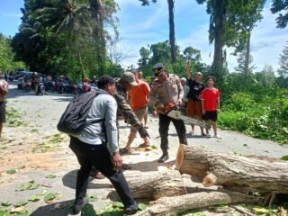 Polsek Muara Tami Sigap Tangani Pohon Tumbang di Jalan Poros Koya Tengah