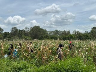 Polsek Merauke Kota Dukung Ketahanan Pangan, Panen Jagung di Kampung Semangga Jaya