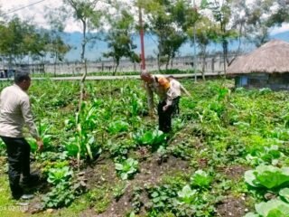 Polsek Wamena Kota Cek Lahan Jagung Program Ketahanan Pangan di Ilokama