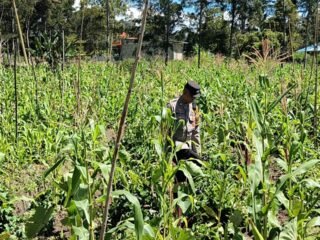 Polsek Wamena Kota Cek Lahan Jagung dan Salurkan Bantuan Sembako kepada Petani