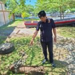Polres Sarmi Amankan Mortir Aktif Peninggalan Perang Dunia II yang Ditemukan di Pantai Kelapa 1
