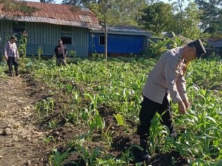 Polsek Wamena kota Dampingi Petani, Dukung Ketahanan Pangan Demi Kesejahteraan Masyarakat
