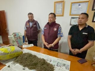 Polda Papua Gencarkan Operasi Sarang Narkoba, 10 Kilogram Ganja Diamankan